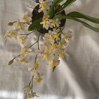 Oncidium Twinkle Fragrant Fantasy