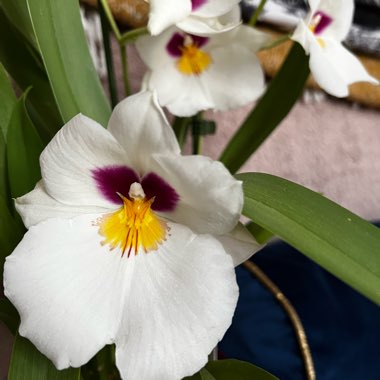 Miltoniopsis 'Herr Alexander'