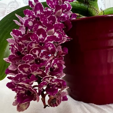 Rhynchostylis gigantea