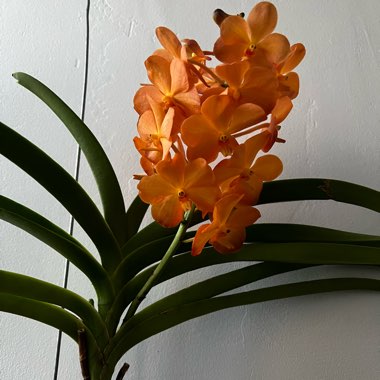 Vanda miniata syn. Ascocentrum miniatum