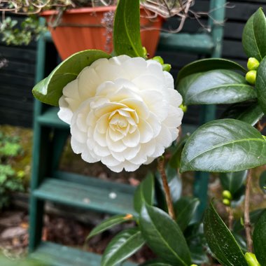 Camellia japonica 'Dahlohnega' syn. Camellia japonica 'Golden Anniversary'