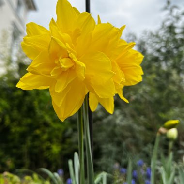 Narcissus 'Double Campernelle'