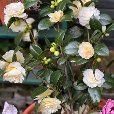 Camellia japonica 'Dahlohnega' syn. Camellia japonica 'Golden Anniversary'