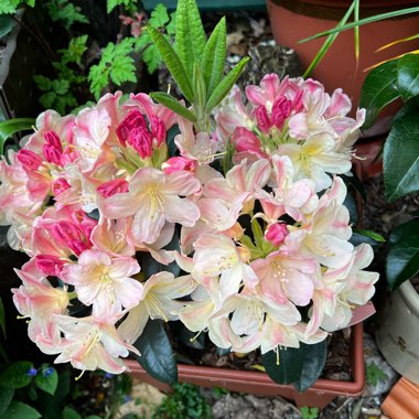 Rhododendron yakushimanum 'Percy Wiseman'