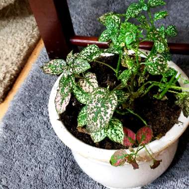 Polka Dot Plant