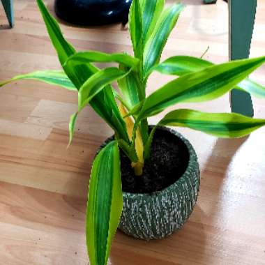 Striped Dracaena 'Lemon Surprise'