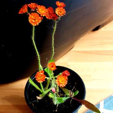 Orange Hawkweed