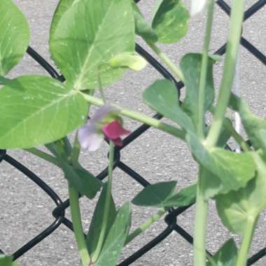 Sugar Snap Pea 'Nairobi'