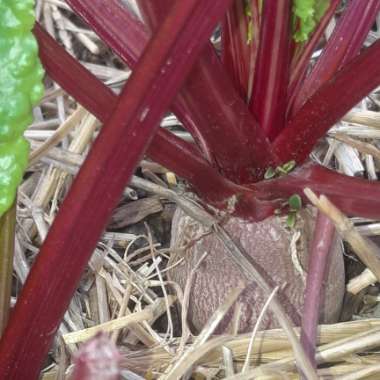 Beetroot 'Detroit Dark Red Beet'