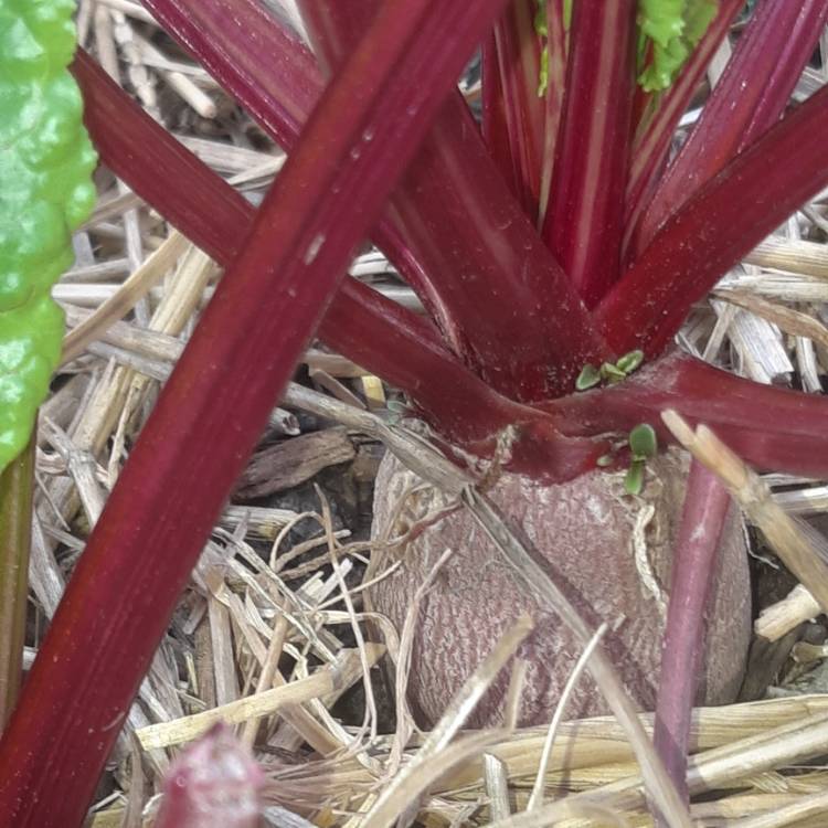 Plant image Beta Vulgaris 'Detroit Dark Red Beet'