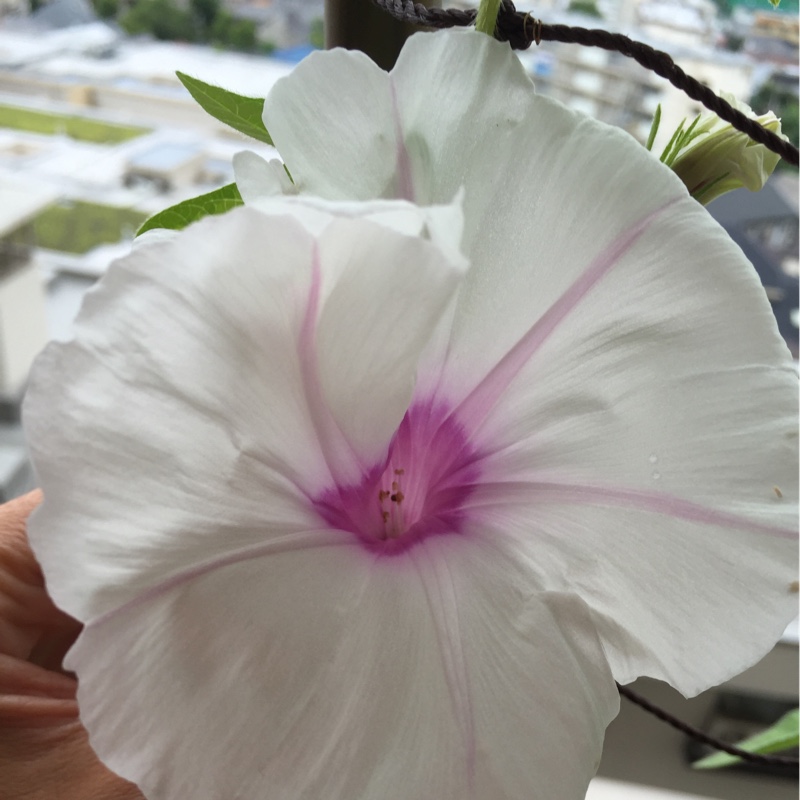 Plant image Ipomoea carnea