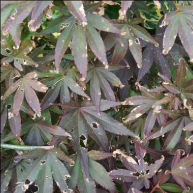 Acer Palmatum 'Atropurpureum'