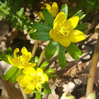 Eranthis hyemalis