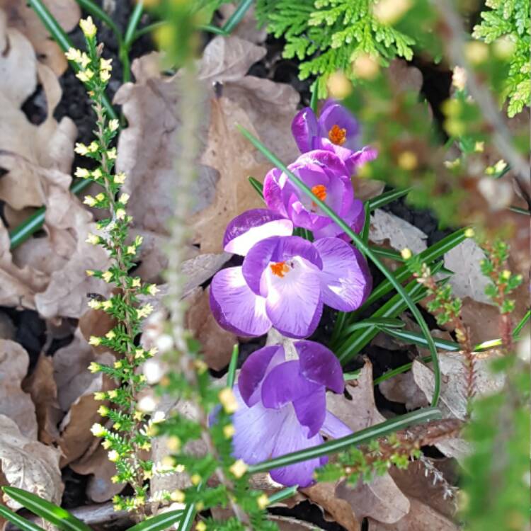 Plant image Crocus tommasinianus 'Barr's Purple'