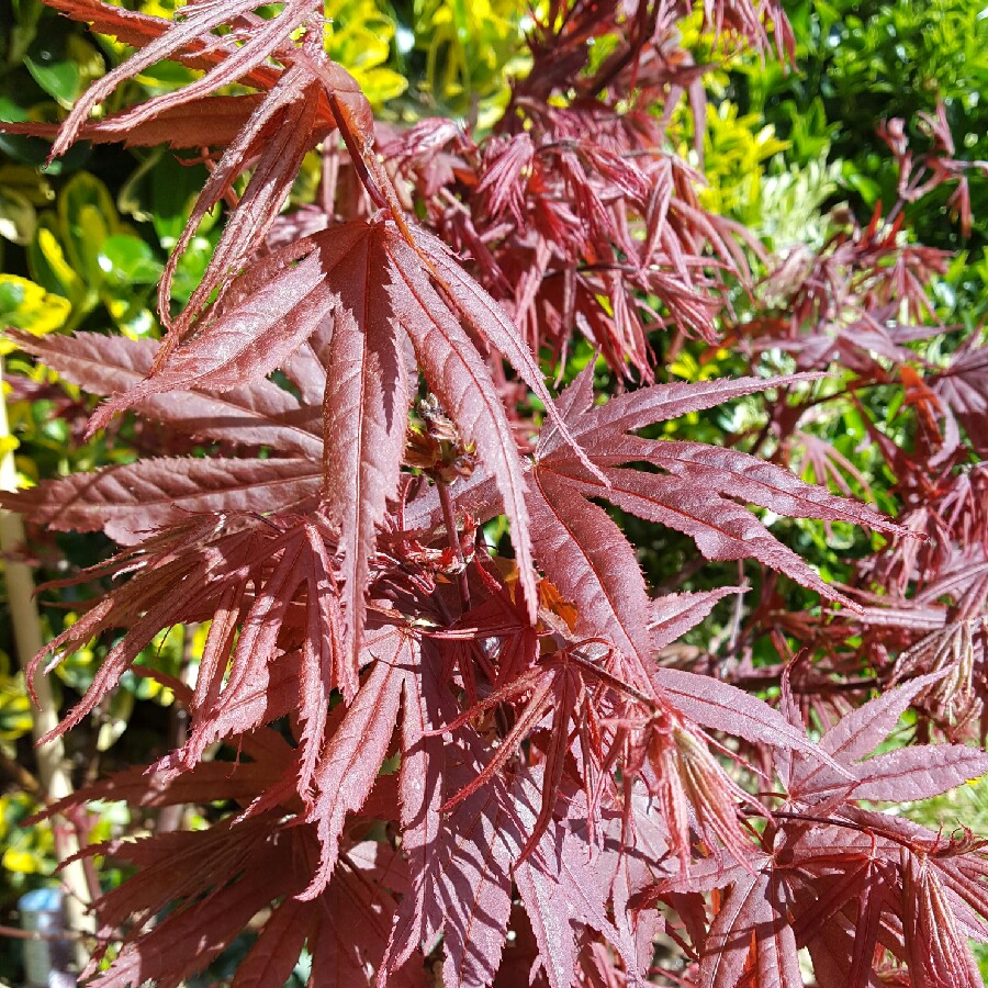 Acer palmatum