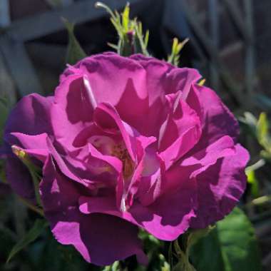 Rosa 'Frantasia' syn. Rosa 'Rhapsody in Blue'