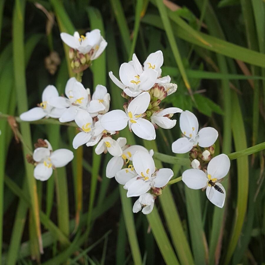 Libertia grandiflora