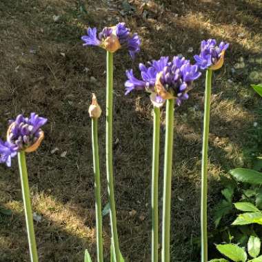 African Lily 'Sofie'