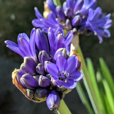 African Lily 'Sofie'