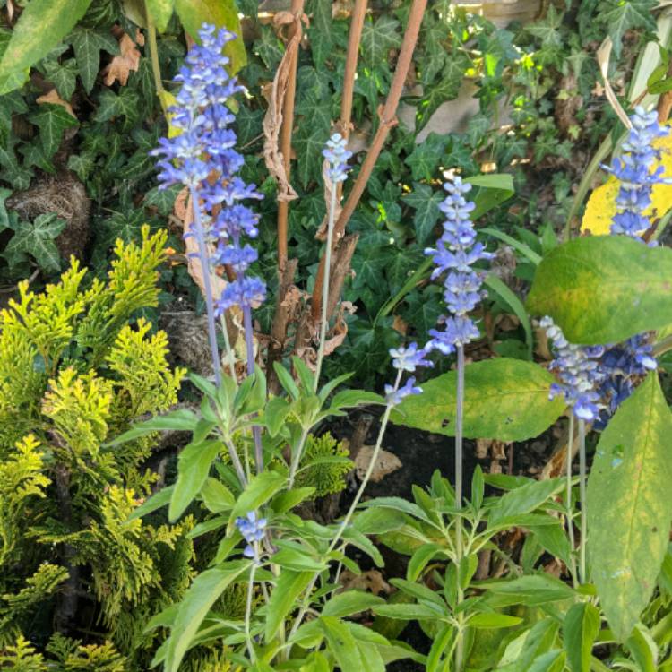 Plant image Salvia farinacea 'Fairy Queen'