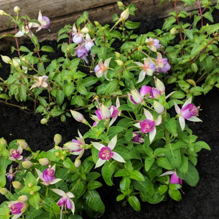 Plant image Fuchsia 'Moody Blues'