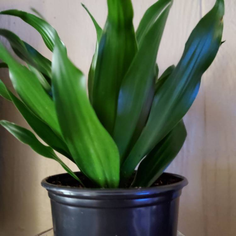 Plant image Aspidistra elatior 'Asahi'