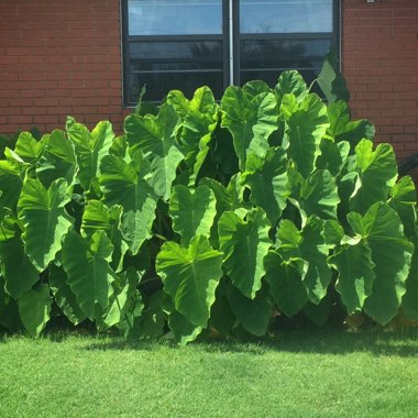 Elephant Ear (Colocasia)