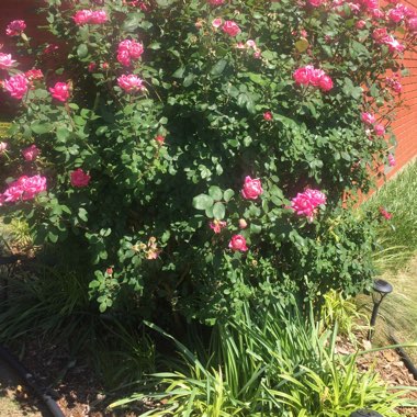 Rose 'Pink Knock Out' (Shrub)