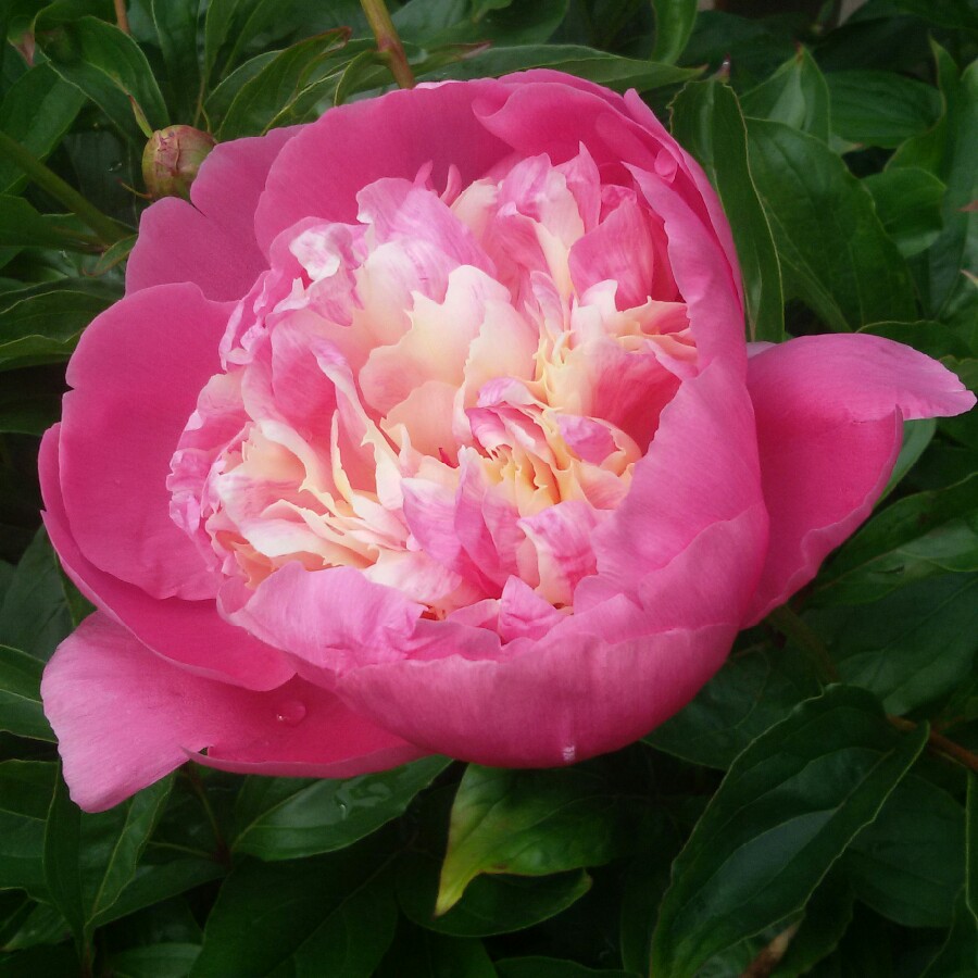 Peony 'Bowl of Beauty' (Herbaceous)