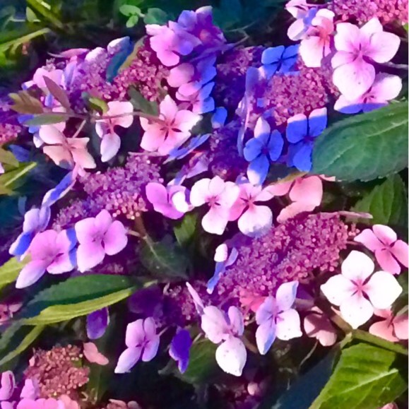 Plant image Hydrangea macrophylla 'Blaumeise'