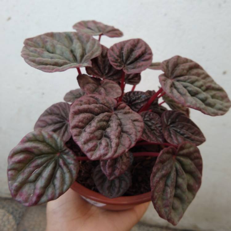 Plant image Peperomia caperata 'Apricot'