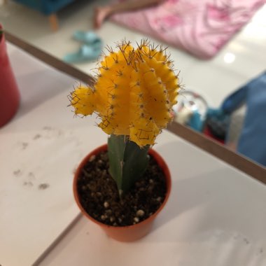 Moon Cactus (Graft)