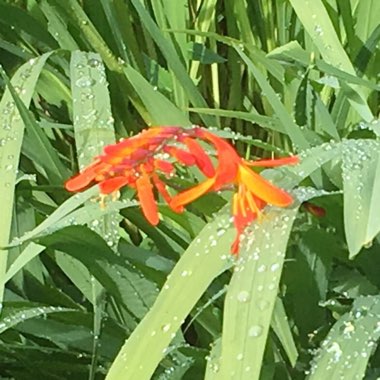 Montbretia