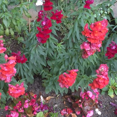 Snapdragon