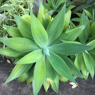 Foxtail Agave