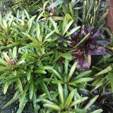 Bromeliad