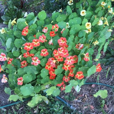 Nasturtium