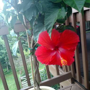 Hibiscus 'Firebird'