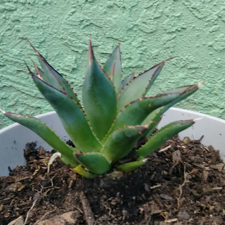 Plant image Agave 'Blue Glow'