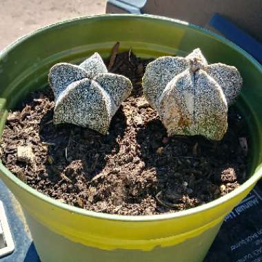 Astrophytum myriostigma