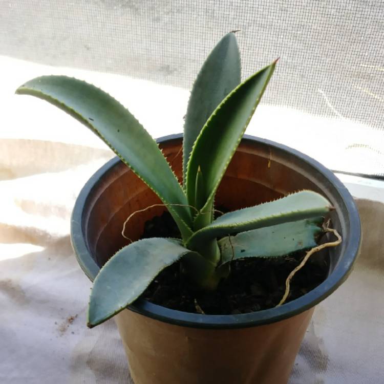 Plant image Agave americana 'Mediopicta Alba'