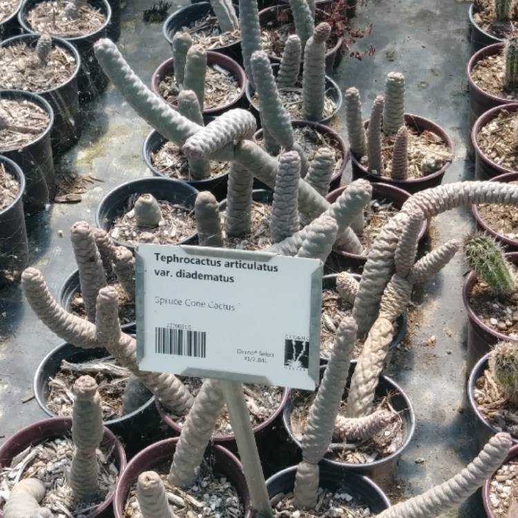 Plant image Tephrocactus articulatus 'Diadematus' syn. Tephrocactus articulatus var. diadematus