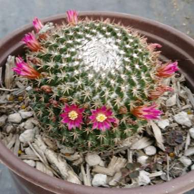 Mammillaria hahniana