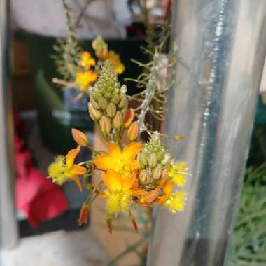 Orange Stalked Bulbine