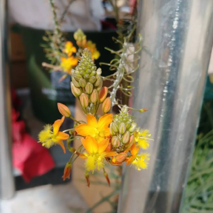 Plant image Bulbine frutescens