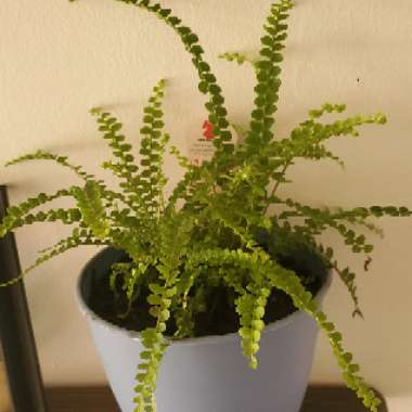 Lemon Button Fern