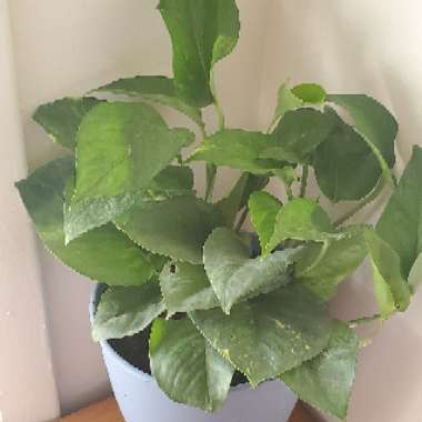 Epipremnum aureum (Devil's Ivy)