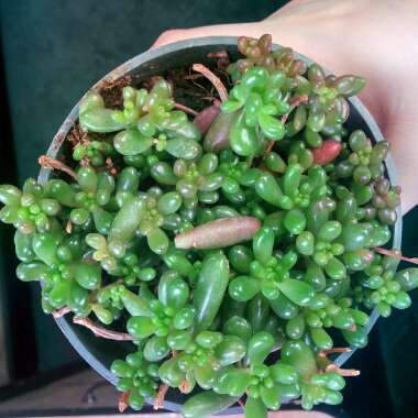 Sedum Rubrotinctum