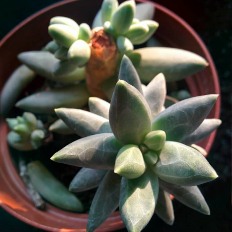 Plant image Pachyphytum