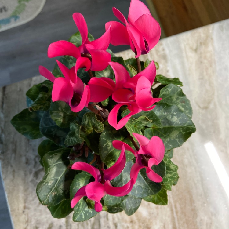 Plant image Cyclamen persicum